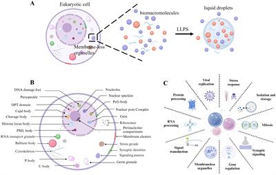 Liquid-liquid phase separation: a new perspective on respiratory diseases